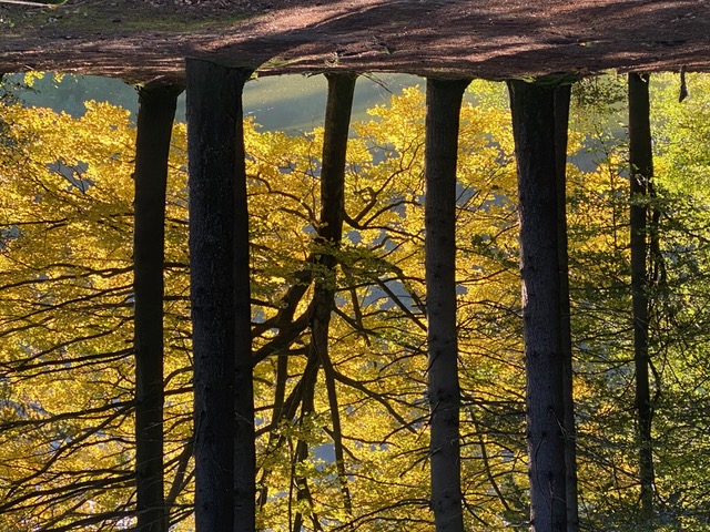 Zen.nl, Zen, meditatie, leren mediteren, foto, sesshin, wedstrijd, schoonheid, vergankelijkheid